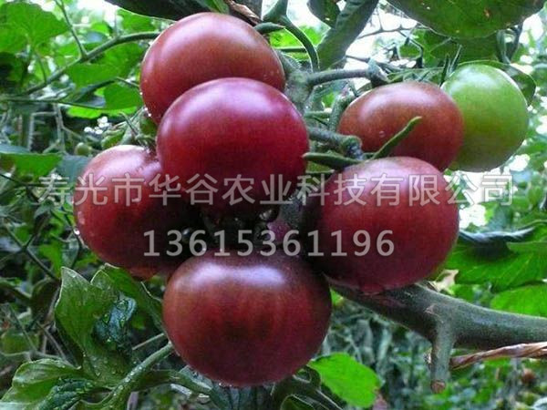 紫精靈番茄.jpg