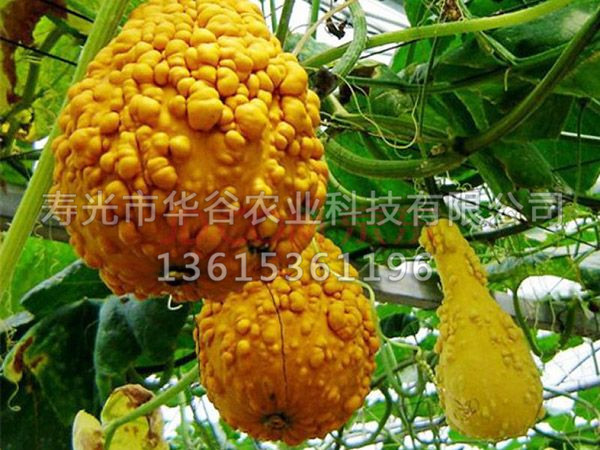 子孫滿堂葫蘆.jpg