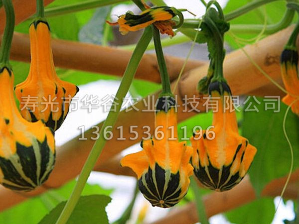 鴛鴦梨南瓜.jpg