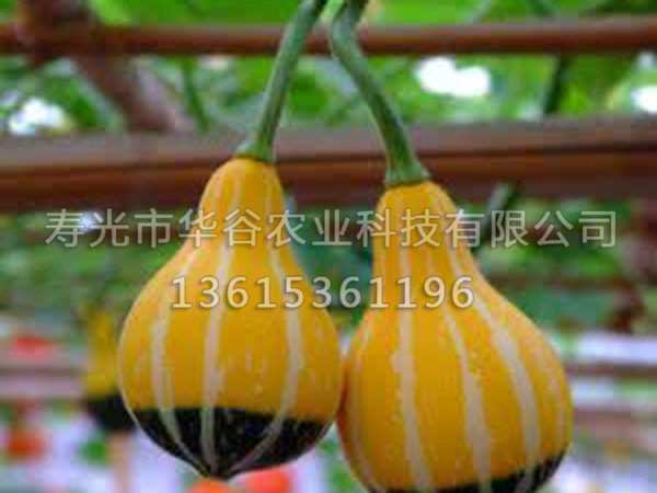 麥克風(fēng)南瓜.jpg
