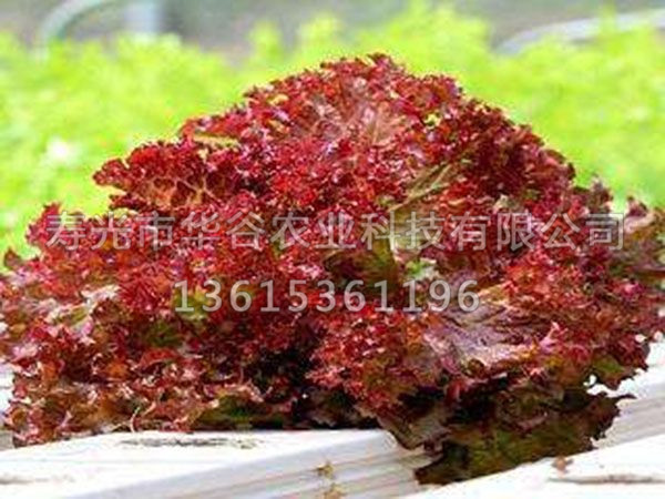 紅裙生菜.jpg